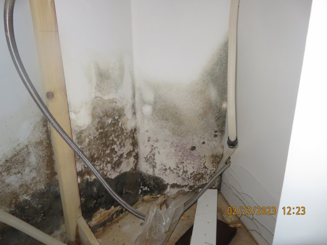 Mold growing on drywall in home